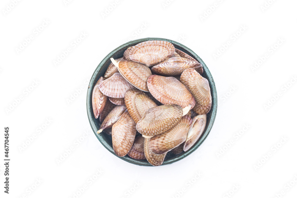 Fototapeta premium Flower clam on a white background