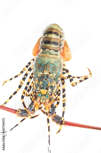 Fresh spiny lobster isolated on white background, Palinurus vulgaris photo