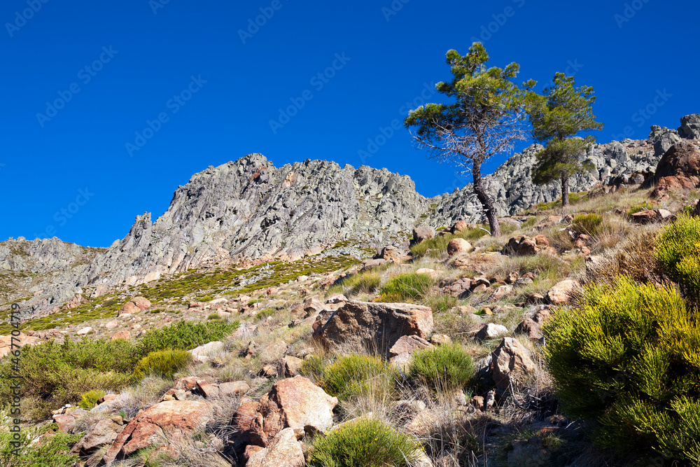 Pinos en los riscos de La Gamonosa. Sierra de Gredos. España. Europa.