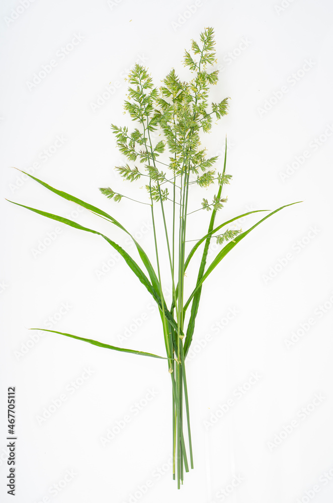 Wild-growing meadow plants and herbs on white background. Studio Photo. Wild-growing meadow plants and herbs on white background. Studio Photo.