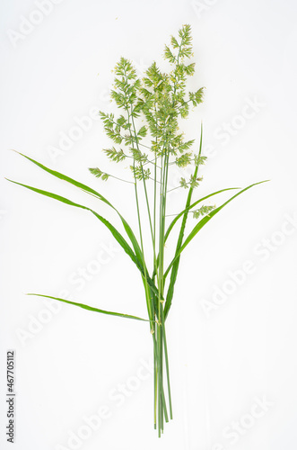 Wild-growing meadow plants and herbs on white background. Studio Photo.