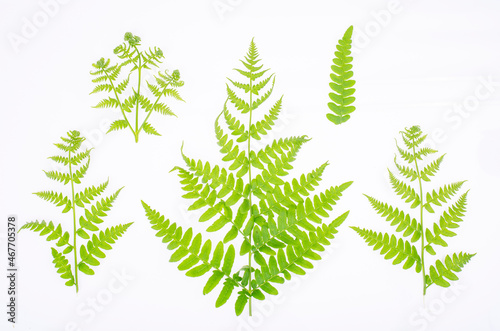 Green leaf of decorative fern on white background. Studio Photo.