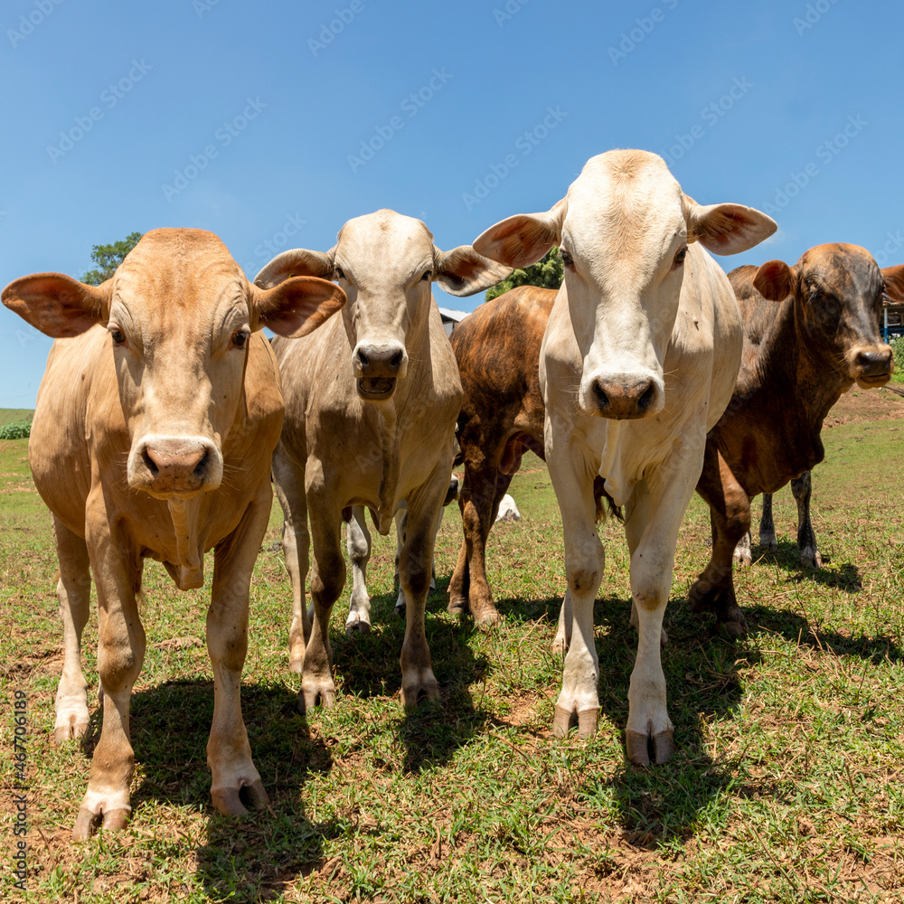 cattle herd in the pasture
