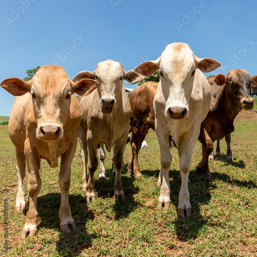 cattle herd in the pasture © Leonidas