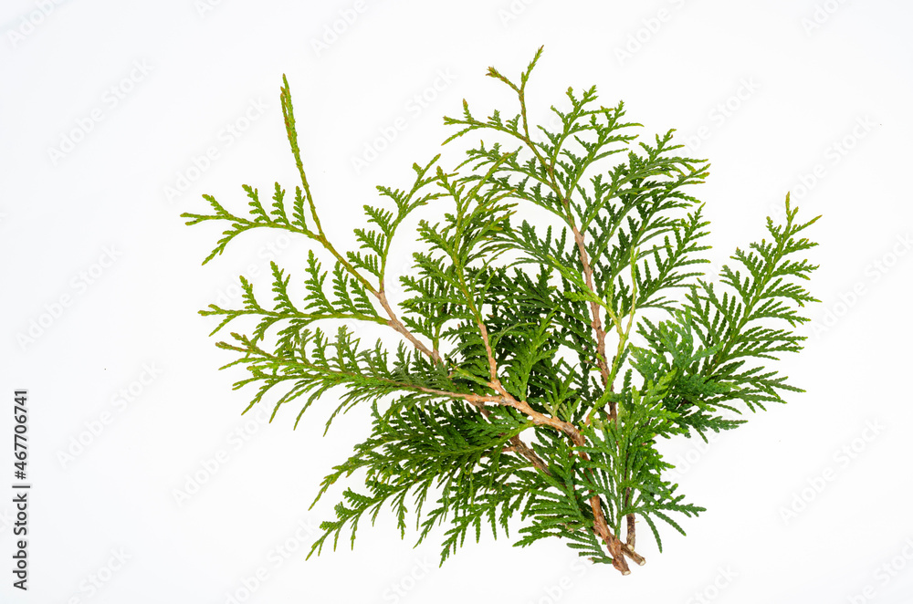 Thuja occidentalis green branch isolated on white background. Studio Photo