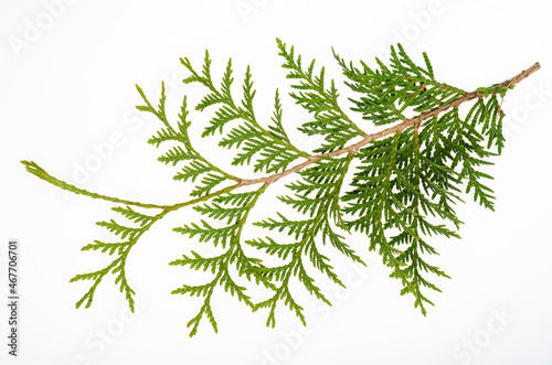 Foto Thuja occidentalis green branch isolated on white background