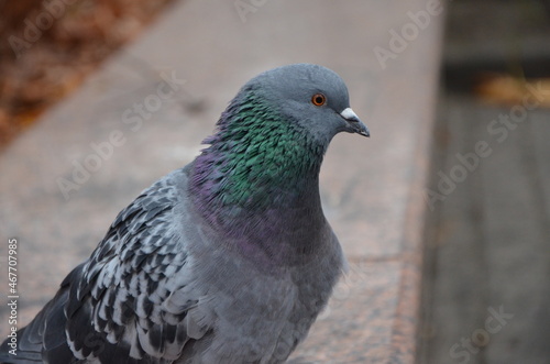 close up of a pigeon