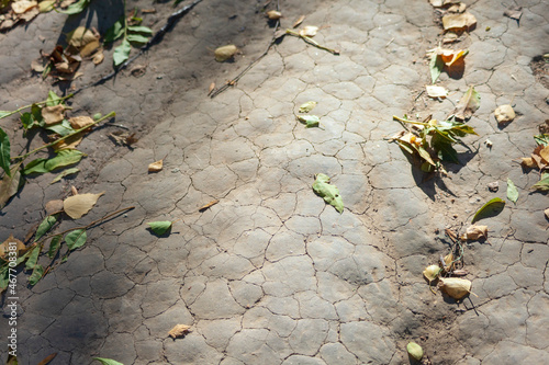 Dry cracked ground in the park in the shade