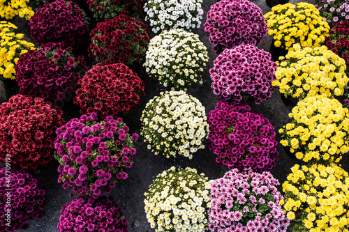 colorful flowers background