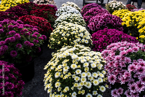 flowers in a basket