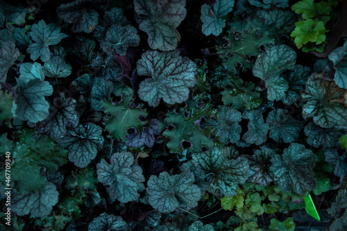 abstract background with a leaves