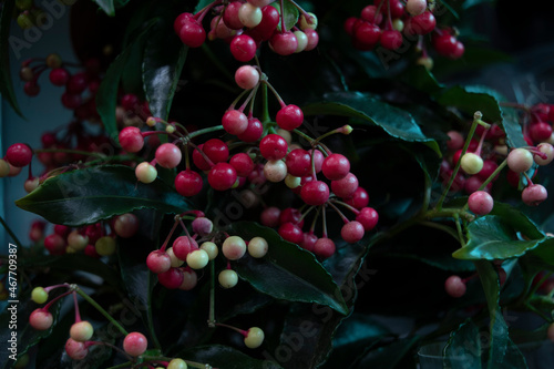 berries in the garden