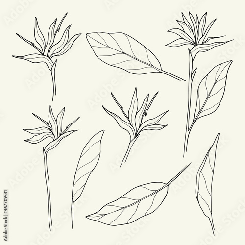 Hand drawn strelitzia. Line art bird of paradise flower illustration. Native South African plant.
