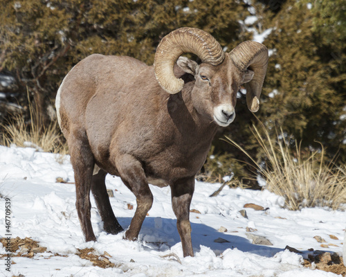 Colorado Rocky Mountain Bighorn Sheep Ram in the Snow.