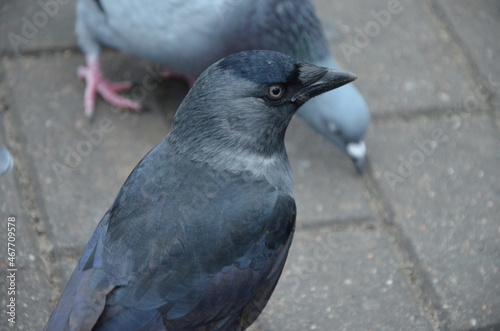 crow in the park among the pigeons