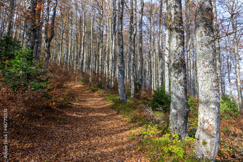 Herbststimmung auf dem Wanderweg Bernauer Hochtal Steig in einem Buchenwald