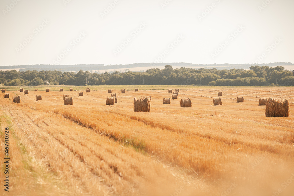 Rural nature in farmlands. Golden hey bale in the field. Yellow straw stacked in a roll. Wheat harvest in the summer. Landscape of the countryside Rural nature in farmlands. Golden hey bale in the field. Yellow straw stacked in a roll. Wheat harvest in the summer. Landscape of the countryside