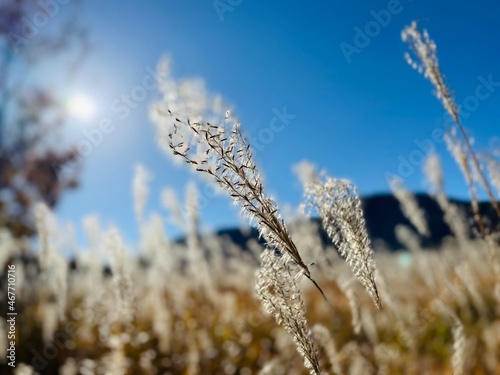 grass in the wind © 拳竜 渡辺