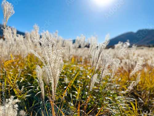 grass and sky