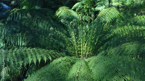 Fern fronds and leaves green forest background. Native plants of Australia photo