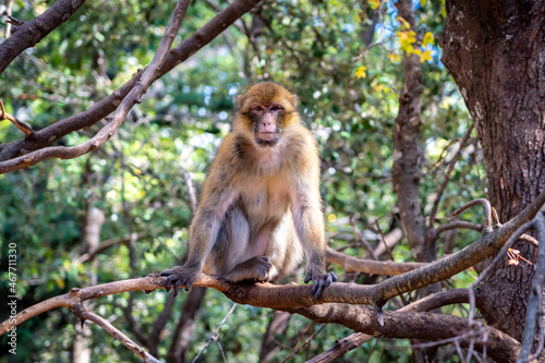 Moroccan monkey sitting on a tree branch photo