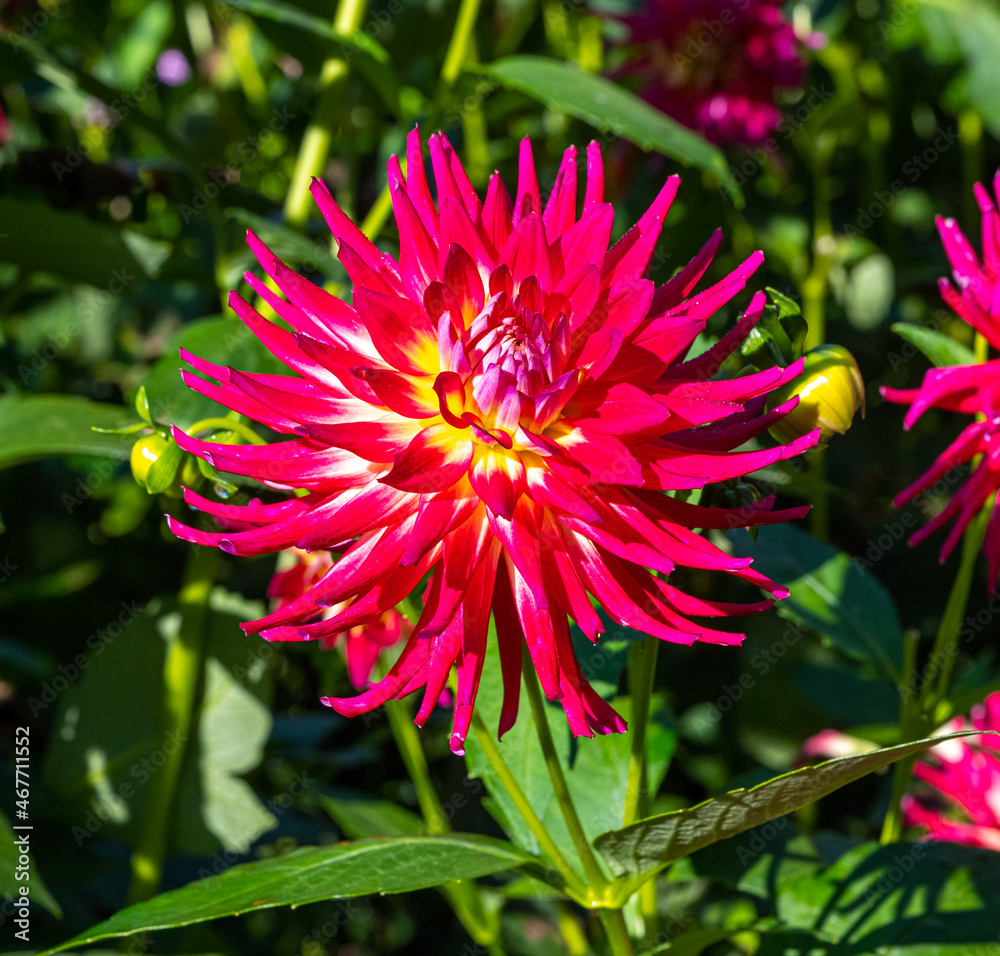 The dahlia (name, Benazet) in the dahlia garden Baden Baden near the lichtentaler alley. Baden Baden, Baden Württemberg, Germany