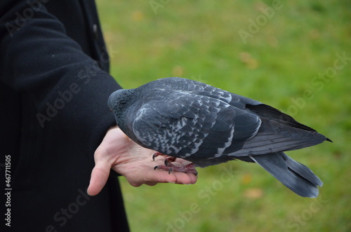 pigeon on the hand