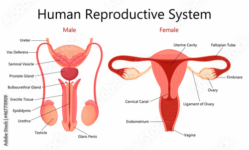 Male and female human reproductive system with labelled parts on white background isolated vector flat illustration