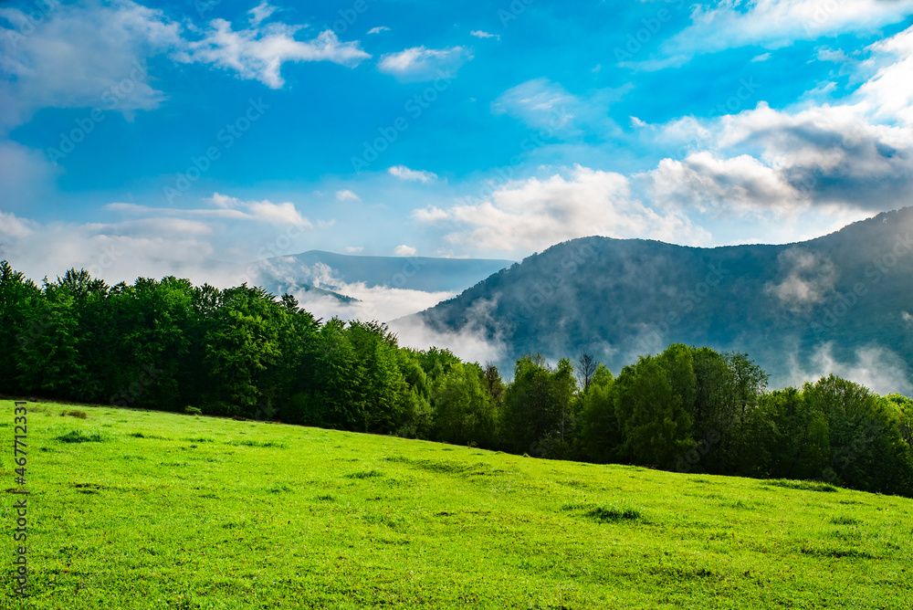 the field is covered with grass near trees against the background of the morning fog in the mountains. mountain background.