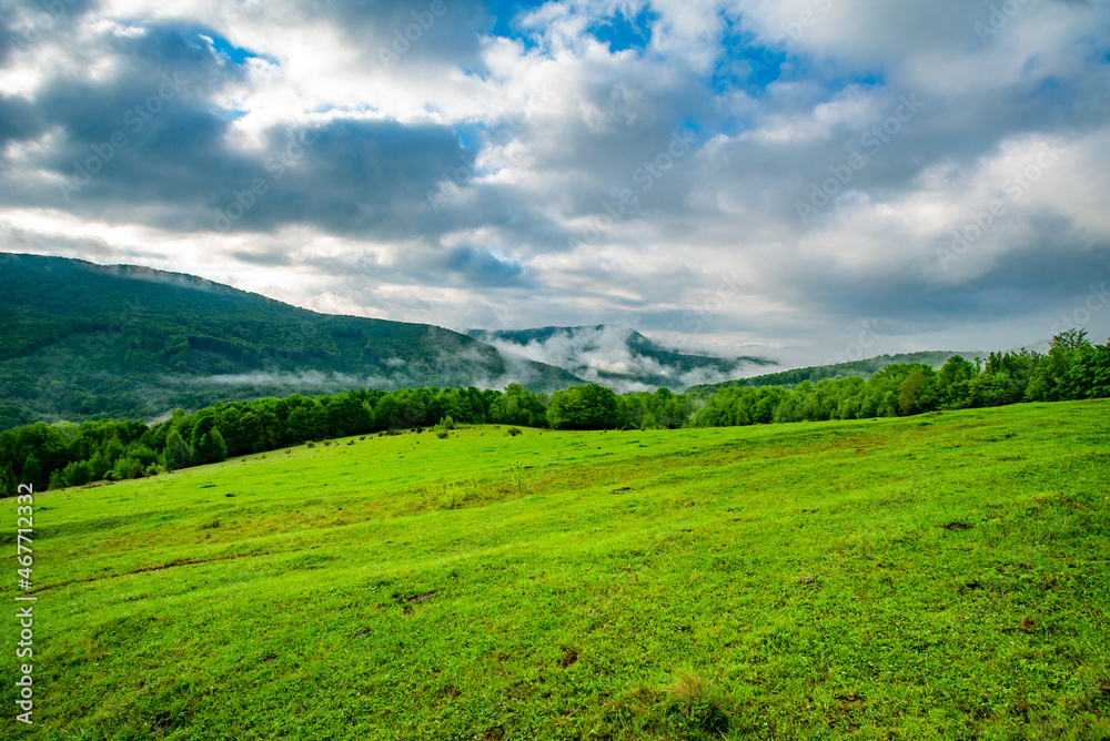 The clearing is covered with grass near trees against the background of the morning fog in the mountains. mountain background. mountain landscape