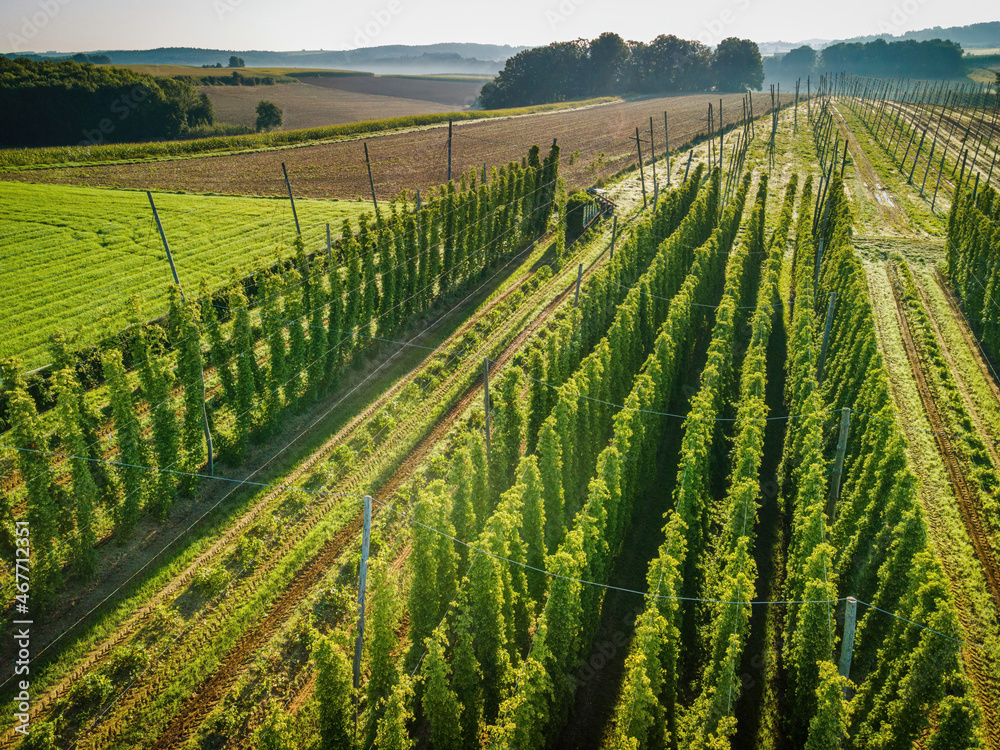 Naklejka premium Hop field view from top during harvesting phase with tractor 