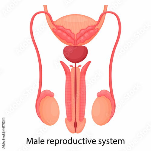 Male reproductive system , isolated on white background. Front view. Vector illustration, flat design