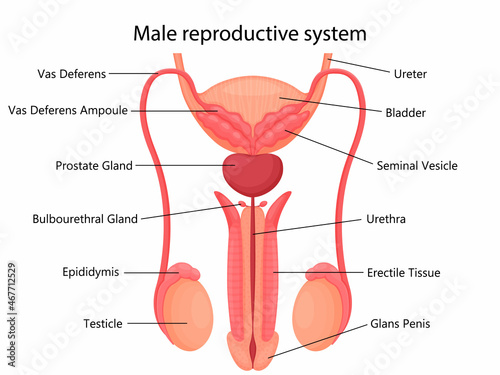 Male reproductive system with indicated main parts, isolated on white background. Front view. Vector illustration, flat design