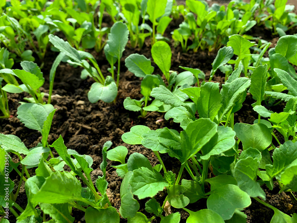 Young green shoots and leaves in bed in greenhouse Young green shoots and leaves in bed in greenhouse
