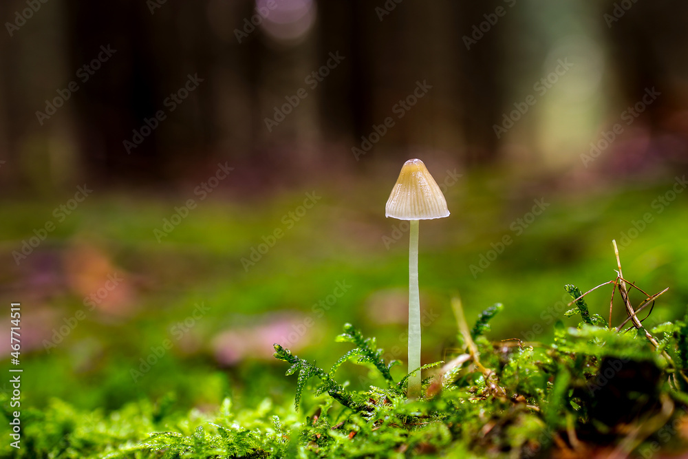 Mushrooms on moss in a forest Mushrooms on moss in a forest