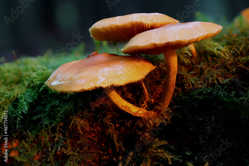 Mushrooms on moss in a forest