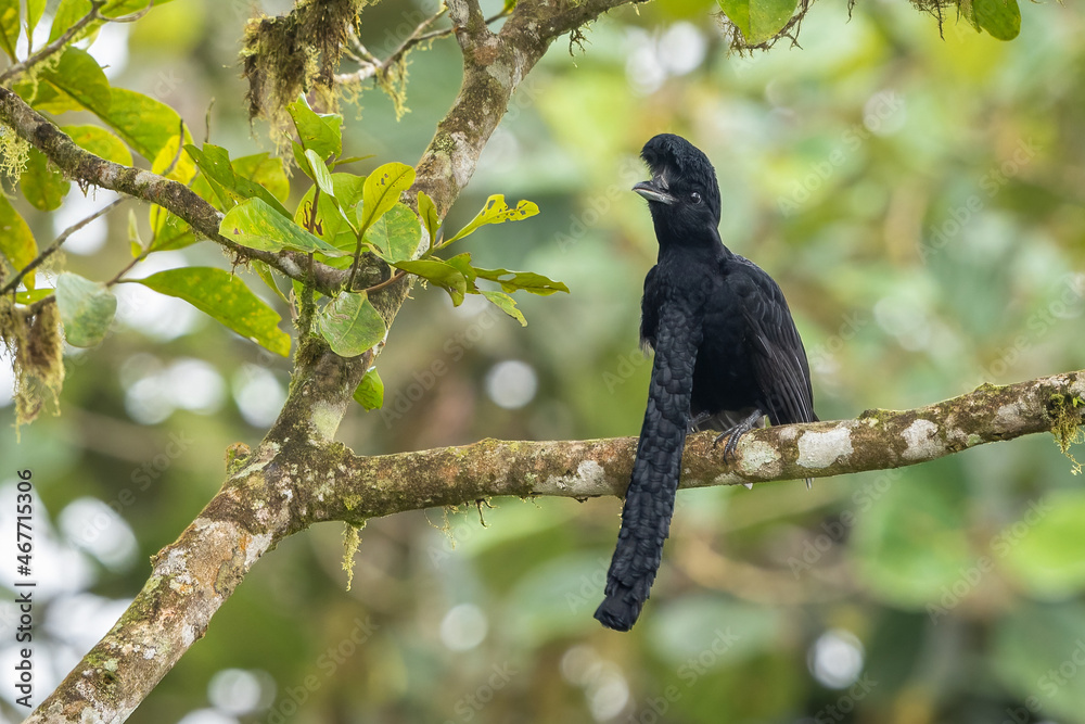 Fototapeta premium Long-wattled umbrellabird perched on a branch in the forest
