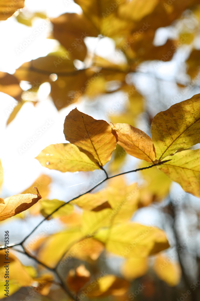 Branches with yellow leaves in the autumn forest