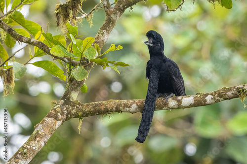 Long-wattled umbrellabird perched on a branch in the forest