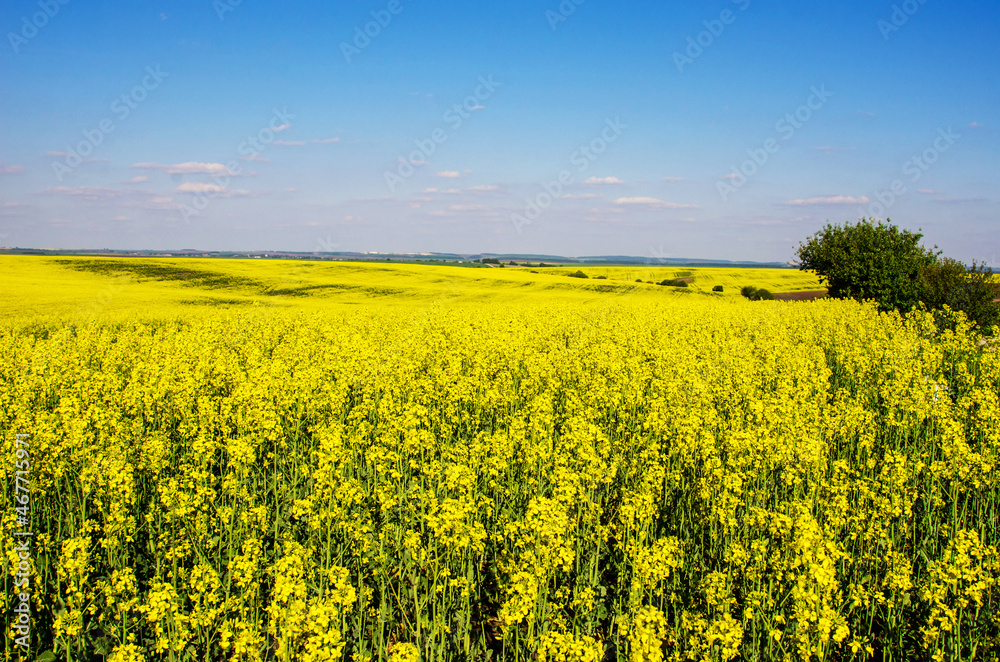 Fabulous spring landscape with flowers of rape middle of the field on the background of blue sky.