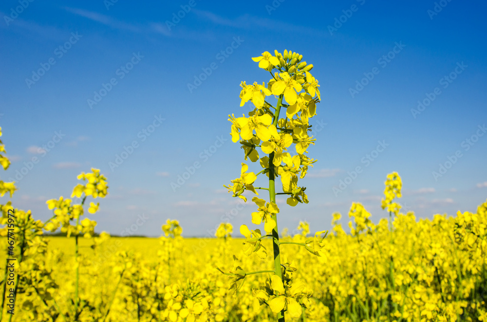 Charming summer landscape with flowers of rape on the background of blue sky.