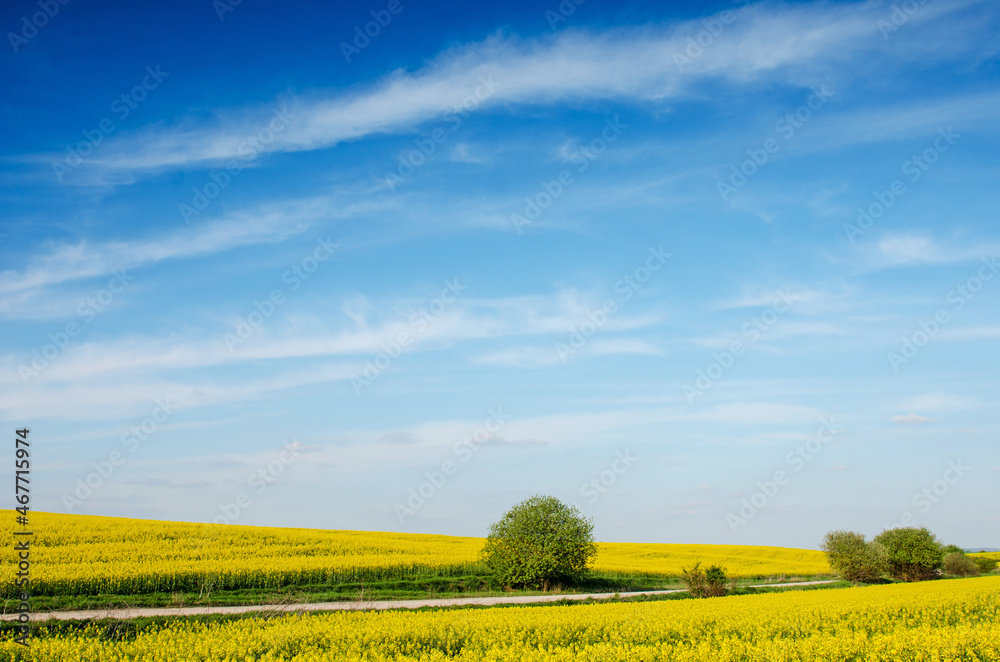 Incredible fun spring landscape with yellow rape field and bush against the sky with bands of clouds