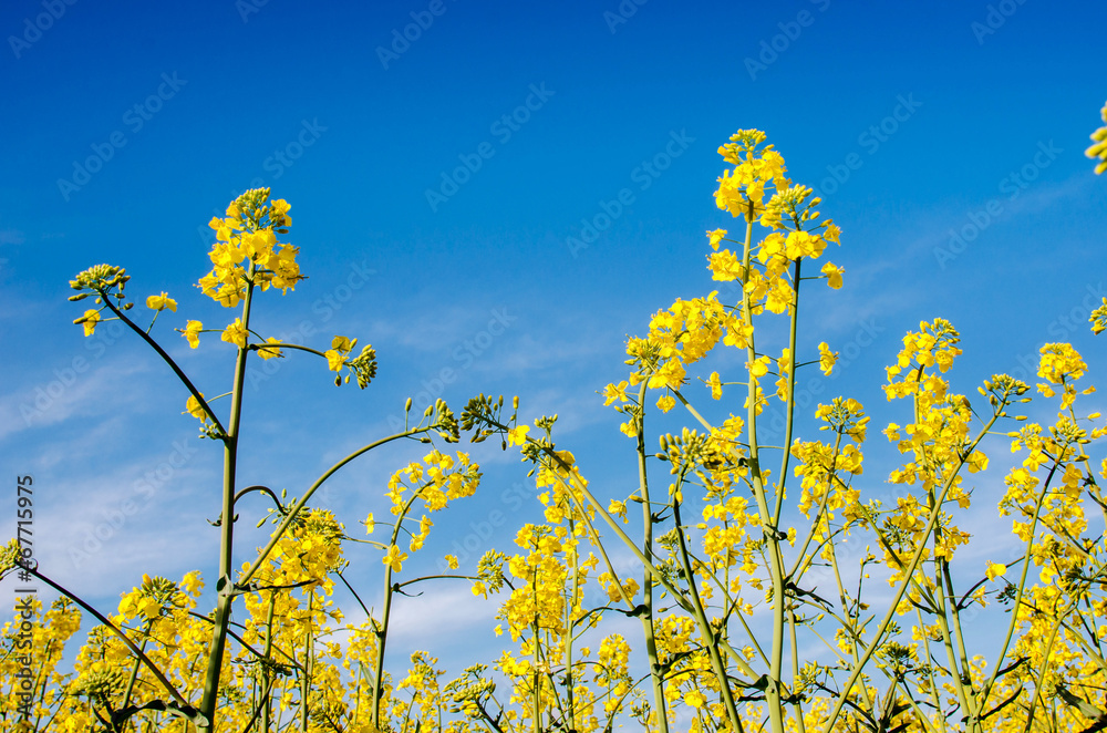 Charming summer landscape with flowers of rape on the background of blue sky.