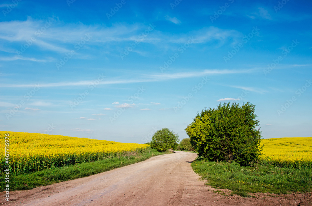 Incredible fun spring landscape with yellow rape field and bush against the sky with bands of clouds
