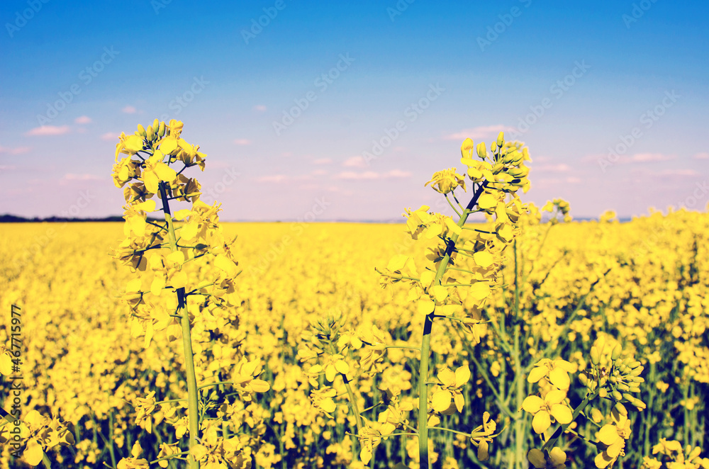 Charming summer landscape with flowers of rape on the background of blue sky.