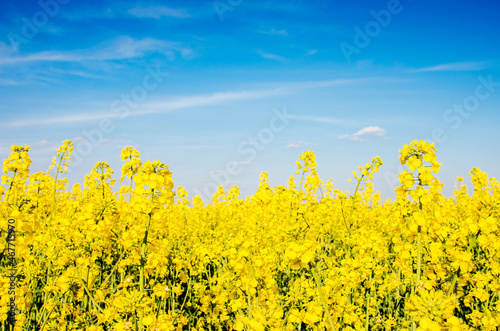 Obraz na płótnie Fabulous spring landscape with flowers of rape middle of the field on the background of blue sky. w salonie