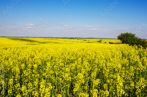 Obraz na płótnie Fabulous spring landscape with flowers of rape middle of the field on the background of blue sky. w salonie