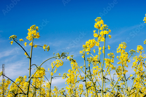 Obraz na płótnie Charming summer landscape with flowers of rape on the background of blue sky. w salonie