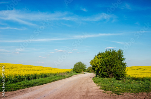 Obraz na płótnie Incredible fun spring landscape with yellow rape field and bush against the sky with bands of clouds w salonie