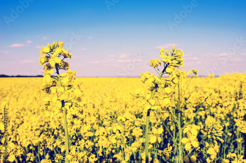 Obraz na płótnie Charming summer landscape with flowers of rape on the background of blue sky. w salonie